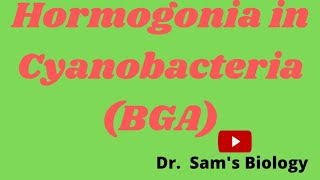 Hormogonia in Cyanobacteria [upl. by Alyehc]