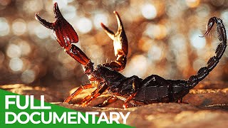 Lethal Poison  Animal Armory  Episode 4  Free Documentary Nature [upl. by Sharman250]