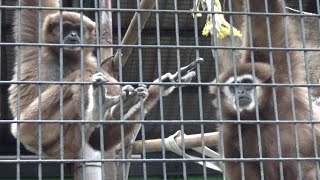 Amazing whitehanded gibbon family 165 シロテテナガザル家族の日常【Cute animal videos】【羽村市動物公園】 [upl. by Brosine]