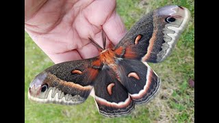 Cecropia Moth USA [upl. by Araed872]