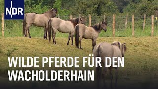 Wilde Pferde und Wacholder  Die Nordreportage  NDR Doku [upl. by Eclud]