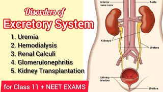 Disorders of the Excretory System  Class 11th NCERT  NEET Biology  Pashupati Sir [upl. by Letnohs]