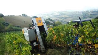 MidWire Cordon Training for Grapevines  Grape Video 7 [upl. by Can]