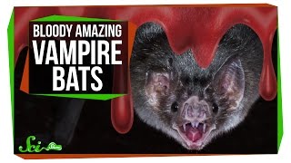 Bloody Amazing Facts About Vampire Bats [upl. by Poul171]