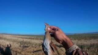 ՄարգահավКоростельCorncrake [upl. by Gennifer]