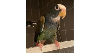 Adorable Wet Parrot After Shower [upl. by Zigmund]