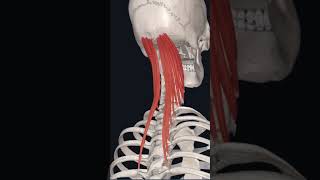 “semispinalis capitis 💪 muscle “ [upl. by Desmond92]