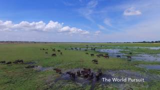 Zambezi Queen Collection On The Chobe River [upl. by Diva]