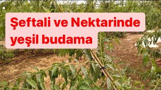 şeftali ve nektarinde yeşil budama nasıl yapılır [upl. by Ime126]