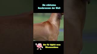 Rhodesian Ridgeback  Die stärksten Hunderassen der Welt [upl. by Hyo]