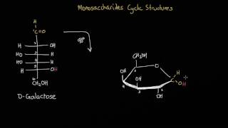 Converting an open chain monosaccharide into its cyclic structure [upl. by Normand]