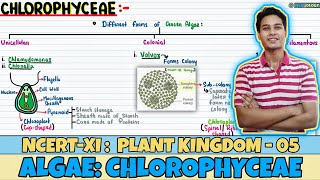 Plant Kingdom Lec 5 Algae Chlorophyceae Class 11 NEET Neetology [upl. by Ima]