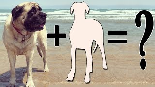 Top 7 Mastiff Cross Breeds  Mastiff mix breeds [upl. by Gingras]