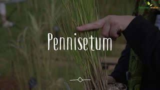 Pennisetum  conseils dexpert [upl. by Htrahddis601]