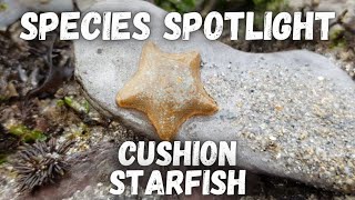 Species Spotlight  Cushion Starfish [upl. by Ron]