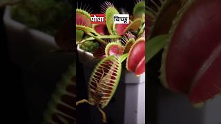 बिच्छू को खाने वाला पौधा  venus fly trap plant [upl. by Llennyl594]