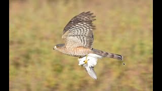 Coopers hawk flyby with a catch [upl. by Yeleen]