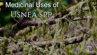 Medicinal Uses of Usnea [upl. by Jermayne]