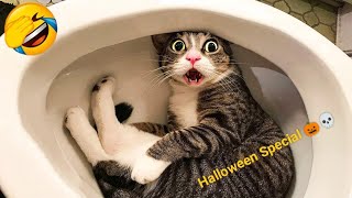 😂Cat Memes Halloween Cats and Dogs 🎃👻 New Funniest Animals 2024😄 [upl. by Murial]