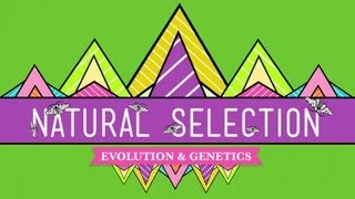 Natural Selection  Crash Course Biology 14 [upl. by Altis780]