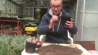 Sowing agapanthus seeds in autumn [upl. by Ijuy]