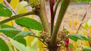 Lemony Pepper Tree Zanthoxylum Acanthopodium is flowering in November [upl. by Jaworski]