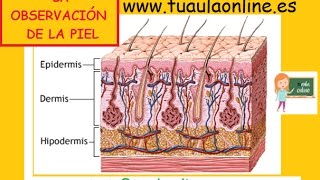 OBSERVACIÓN DE LA PIEL [upl. by Bergman282]