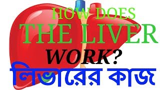 The Liver amp Biliary System Bangla  লিভারের কাজ  লিভার  Bangla medical  চিকিৎসা বিজ্ঞান [upl. by Napra]