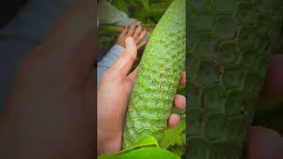 Descubre Cómo se enuentra la Deliciosa Fruta Monstera ¡Sorprendente [upl. by Amary204]