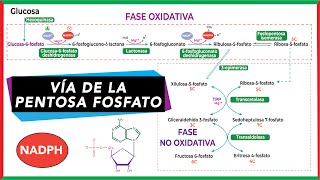 Vía de la pentosa fosfato  Bioquímica [upl. by Nossah441]