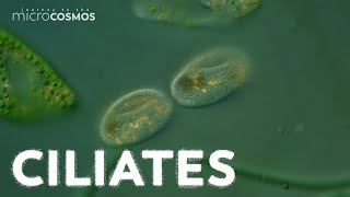 What Can Ciliates Teach Us About Ciliates [upl. by Ulani518]