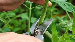 How To Top Off Tomato Plants [upl. by Ztnarf]