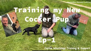 Ep1 Training my New Working Cocker Spaniel Puppy [upl. by Aramoiz]