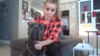 Cane Corso Ear Taping [upl. by Atter303]