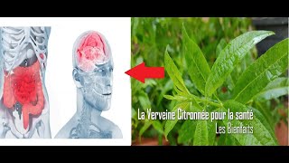 La Verveine Citronnée pour la santé [upl. by Gaskin]