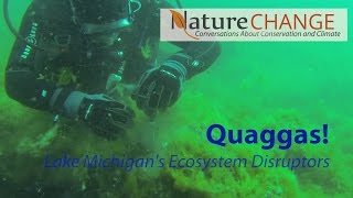 Quaggas Lake Michigans Ecosystem Disruptors [upl. by Dnomed]