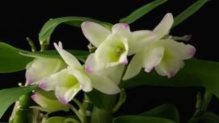 Time Lapse Dendrobium Nobile Orchid [upl. by Allesiram460]