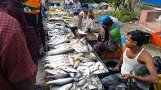 Amazing Rural Village Fish Market In Bangladesh  Lots Of Fresh Country Fishes Available [upl. by Wilkinson562]