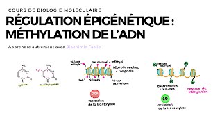 Méthylation de lADN  Biochimie Facile [upl. by Aierdna532]