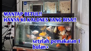 Review K1 kaldnes media filter penjernih air aquarium terbaik [upl. by Tillinger]