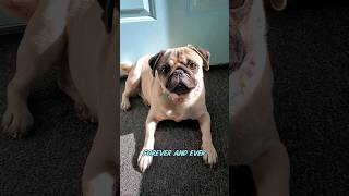 friends forever ❤️ dog pug cute pets fyp shorts [upl. by Selima]