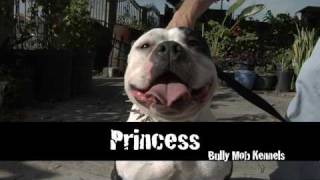 AMERICAN BULLY KENNEL  BULLY MOB KENNELS [upl. by Bacon]