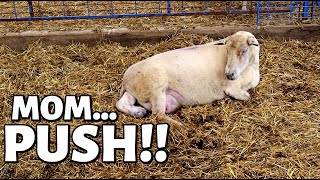 7 DAYS OF LAMBING DAY TWO FOUR Sets of TRIPLETS in ONE DAY Vlog 348 [upl. by Norek]