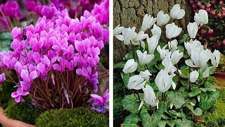 How to Plant Cyclamen AutumnWinter Guide [upl. by Nodnrb]