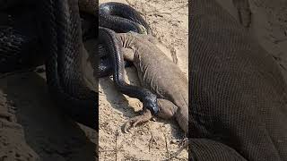 Black Cobra Snake bite the Monitor Lizard on the back leg 🐍 [upl. by Toinette272]