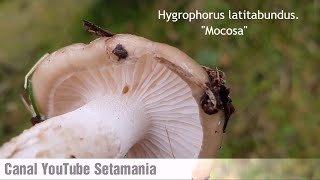 Hygrophorus latitabundus Explorando la Seta Mocosa del Bosque  Setamania Aula [upl. by Tybalt]