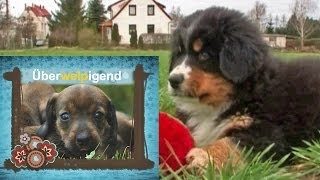 Berner Sennerhund Welpen [upl. by Ahsiyn]