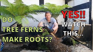 Do Tree Ferns grow roots YES Watch thisDicksonia Antarctica [upl. by Aicilyhp]