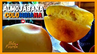 COMO hacer ALMOJABANAS COLOMBIANAS 🥟 RECETA de ALMOJABANAS [upl. by Barthelemy]