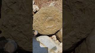 A big Megalytoceras ammonite fossil wearing out on the beach dorset fossilhunting shorts [upl. by Lledniw934]